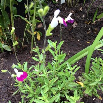 Salvia x jamensis 'Amethyst Lips'