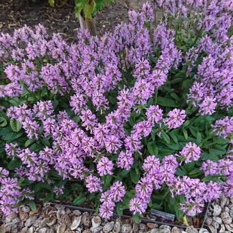 Stachys officinalis 'Ukkie'