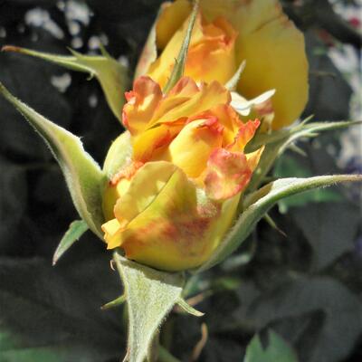 Rosa 'Flaming Peace' - 