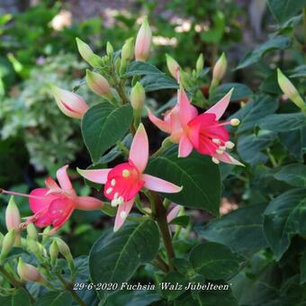 Fuchsia 'Walz Jubelteen'