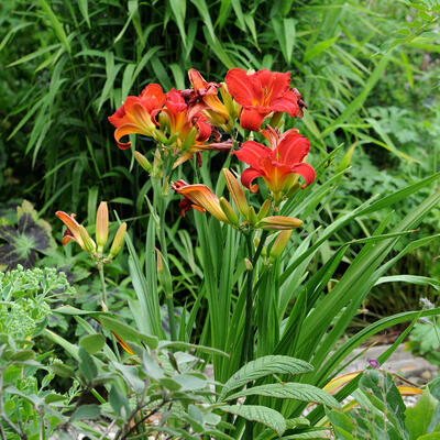 Hemerocallis 'Mozes' Fire ' - 