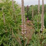 Veronicastrum virginicum 'Erika' - Veronicastrum virginicum 'Erika'