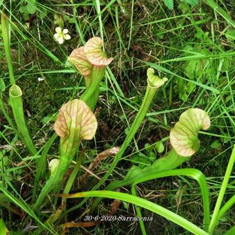 Sarracenia