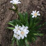 Lewisia longipetala 'LITTLE Snowberry' - 