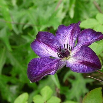 Clematis 'Super Nova'