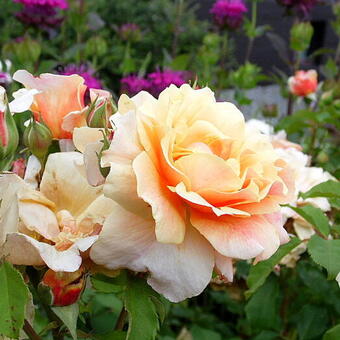 Rosa 'Caramella'