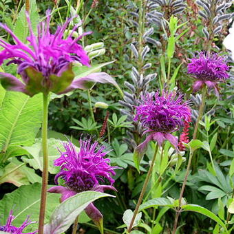 Monarda 'Hartwood Wine'