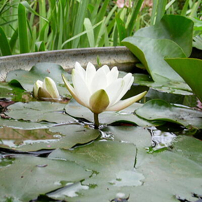 NÉNUPHAR ''MARLIACEA ALBIDA' - Nymphaea ' Marliacea Albida'