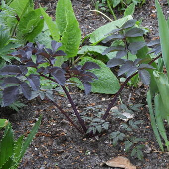 Angelica sylvestris 'Ebony'