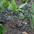 Angelica sylvestris 'Ebony'