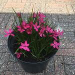 X Rhodoxis 'Mrs. Betsy' - 