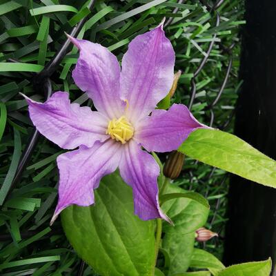 Clematis 'Sparkling Star' - 