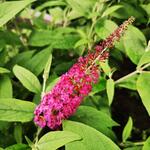 Buddleja davidii 'Miss Ruby' - Buddleja davidii 'Miss Ruby'