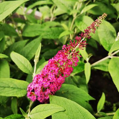 Buddleja davidii 'Miss Ruby'