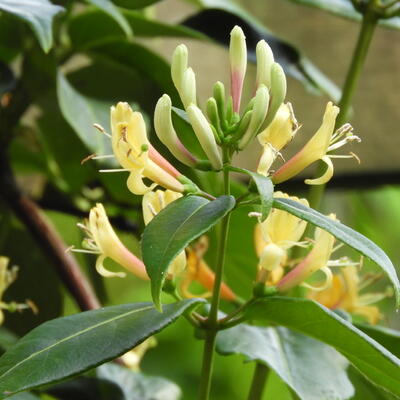 Lonicera henryi 'Copper Beauty' - 