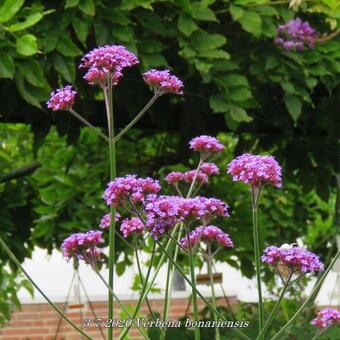 Verbena bonariensis