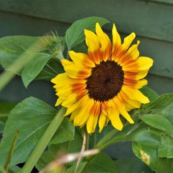 Helianthus annuus 'Baby Face'