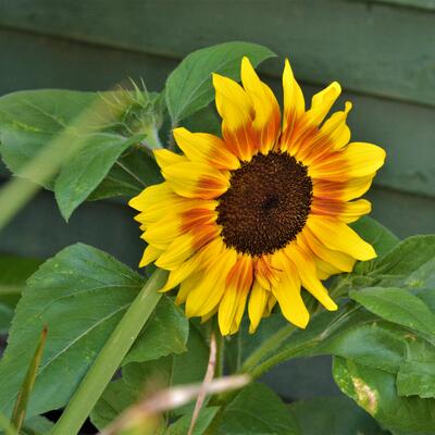 Helianthus annuus 'Baby Face' - 