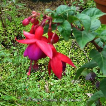 Fuchsia 'Tom Thumb'