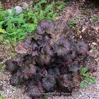 Heuchera micrantha 'Palace Purple'