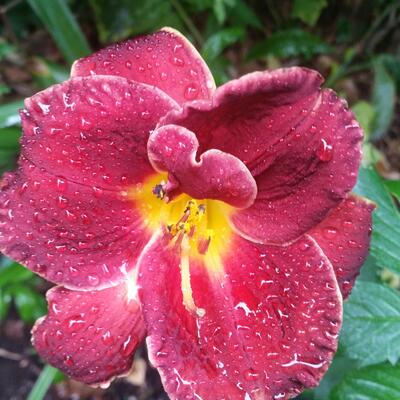 Hemerocallis 'Night Embers' - 