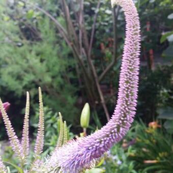 Veronicastrum virginicum 'Fascination'