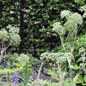 Angelica archangelica