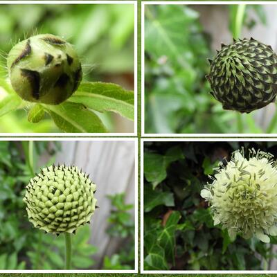 Cephalaria gigantea - Grosser Schuppenkopf - Cephalaria gigantea