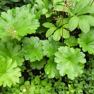 Darmera peltata  - Schildblatt - Darmera peltata 