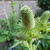 Eryngium agavifolium