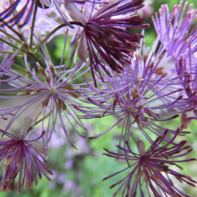 Thalictrum 'Black Stockings' - Thalictrum 'Black Stockings'