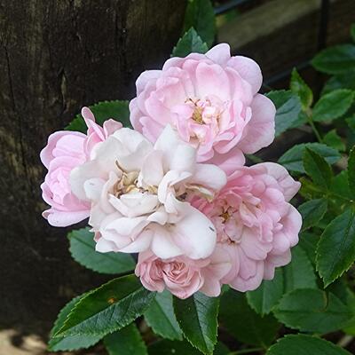 Rosa 'Super Fairy' - 