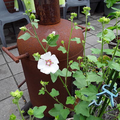 Lavatera x olbia 'Frederique' - 