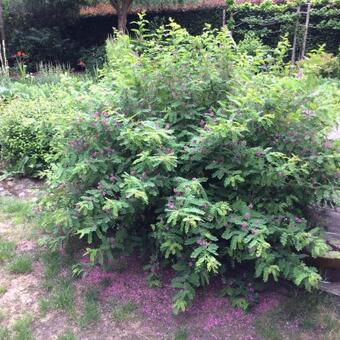 Indigofera heterantha 'Gerardiana'