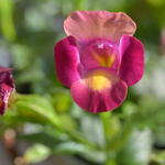 Torenia 'Magenta Moon' - 