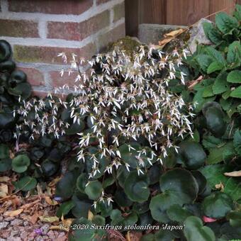 Saxifraga stolonifera 'Japon'