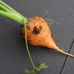 Daucus carota 'Parijse Markt' - 