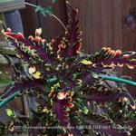 Plectranthus scutellarioides UNDER THE SEA 'Bone fish' - 