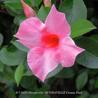 Mandevilla 'SUNDAVILLE Cream Pink'