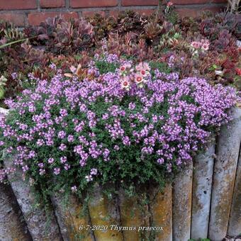 Thymus praecox