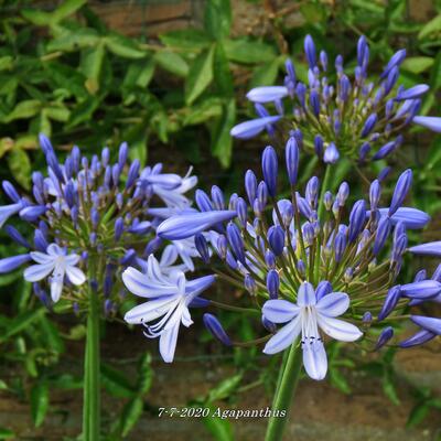 Schmucklilien - Agapanthus