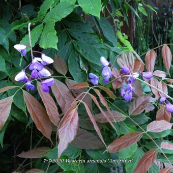 Wisteria sinensis 'Amethyst'