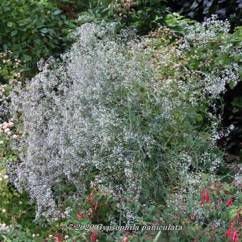 Gypsophila paniculata