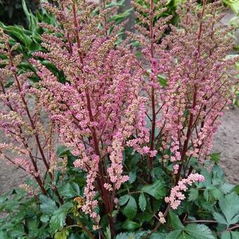 Astilbe x arendsii 'Anita Pfeifer'