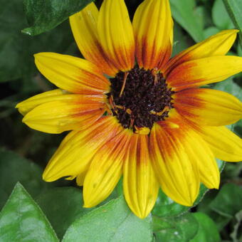 Helianthus annuus SUNBELIEVABLE 'Brown Eyed Girl '