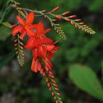 Crocosmia x crocosmiiflora 'Red Knight' - 