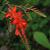 Crocosmia x crocosmiiflora 'Red Knight'