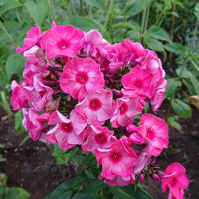 Phlox paniculata 'Fairytale of the Ural' - Phlox paniculata 'Fairytale of the Ural'