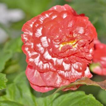 Begonia 'Marmorata'