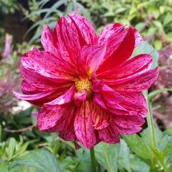 Dahlia 'Black Narcissus'